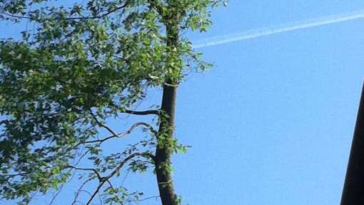 Bomen rooien Kloetinge